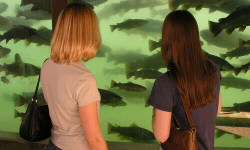 DC Booth Fish Hatchery